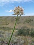 Allium dshungaricum. Верхушка побега с соцветием и затаившимся пауком. Казахстан, Восточно-Казахстанская обл, Зайсанский р-н; Саур-Тарбагатай, сев. макросклон вост. части хр. Манрак, пер. Шиликты, ≈ 1020 м н.у.м., степь на древних щебенистых ледниковых отложениях. 1 июля 2024 г.