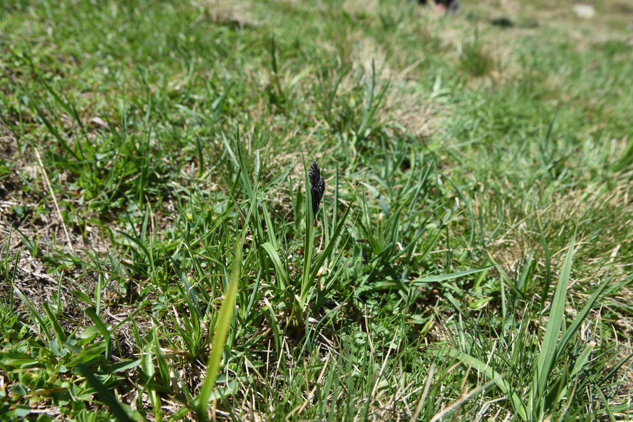 Image of Carex medwedewii specimen.