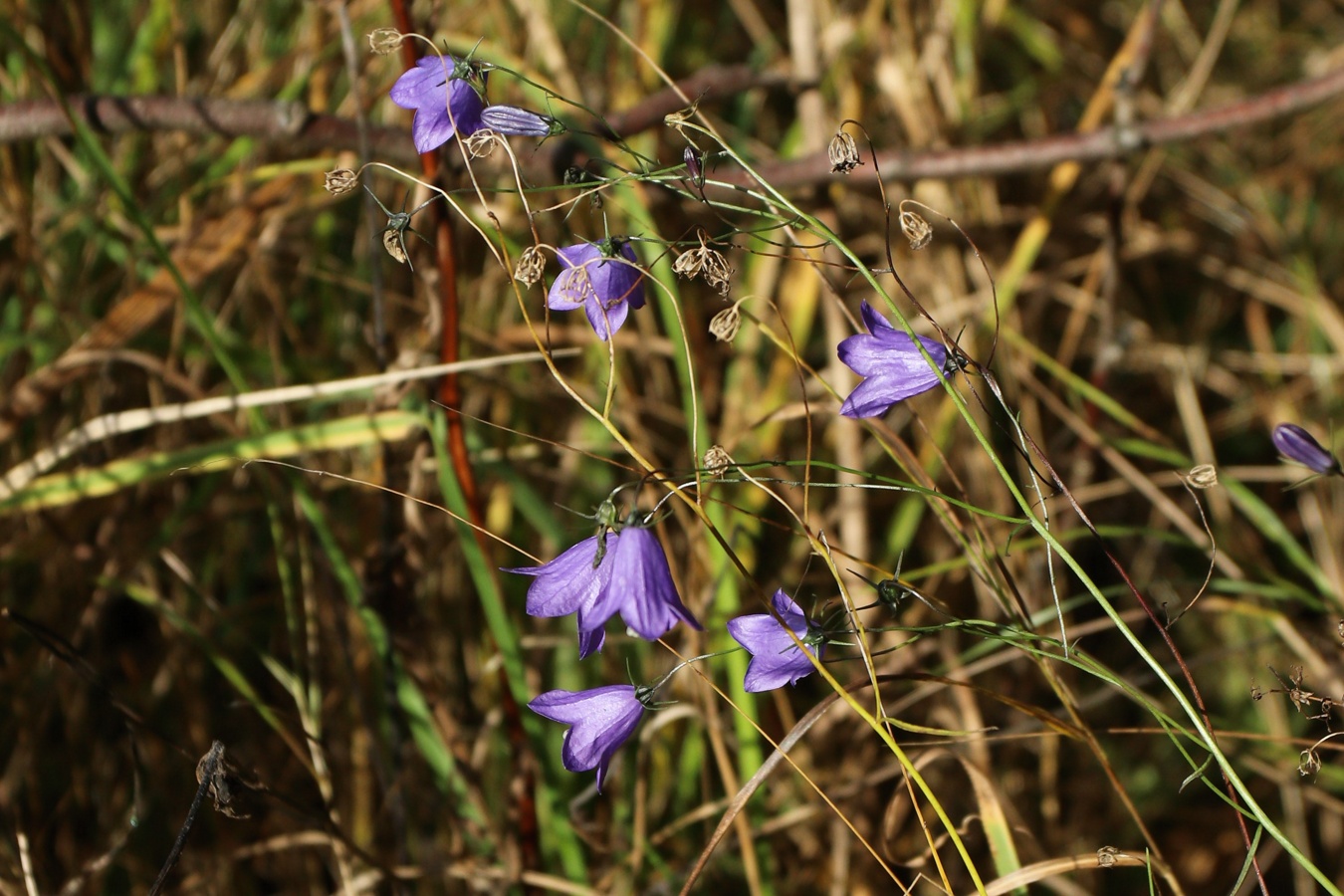 Image of Campanula rotundifolia specimen.