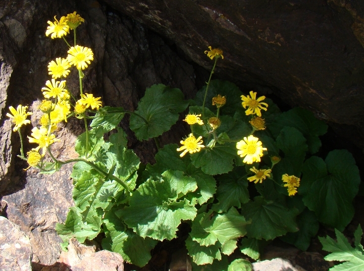 Image of Doronicum macrophyllum specimen.