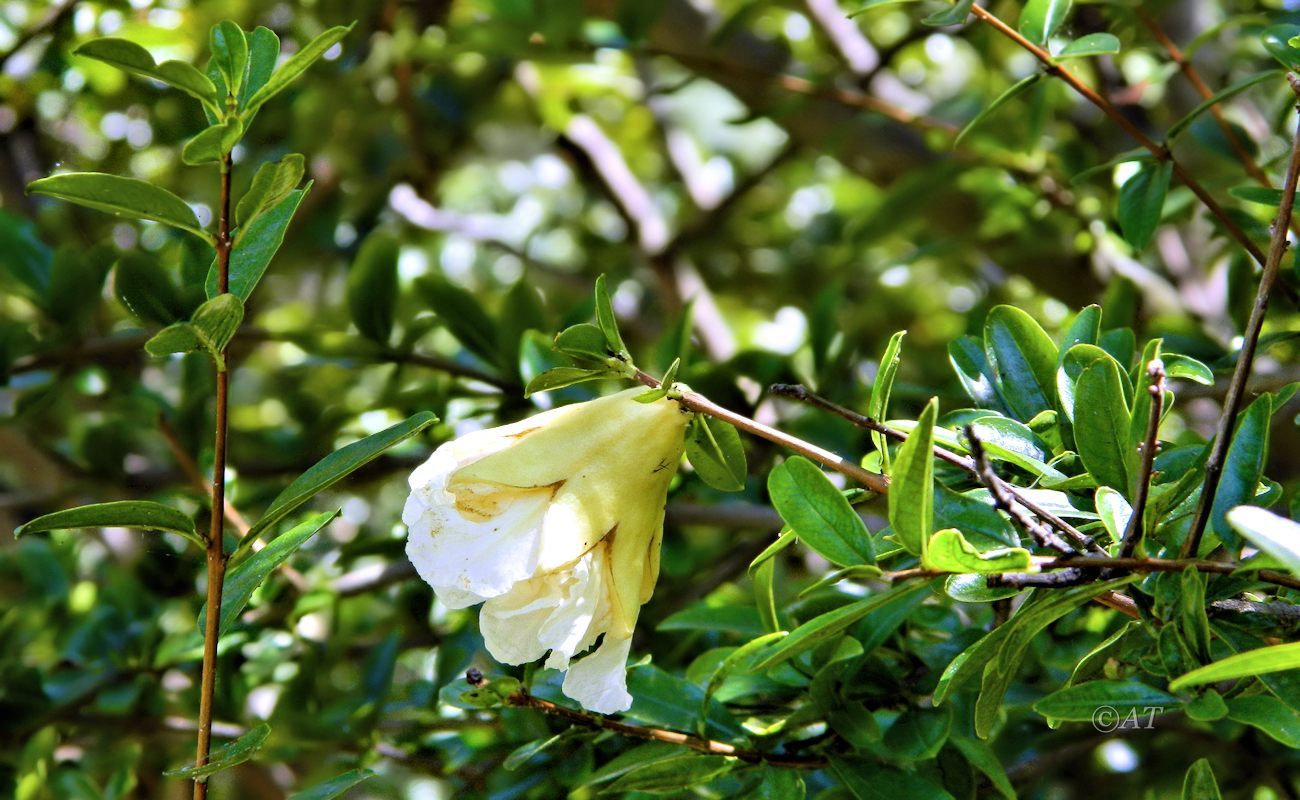 Image of Punica granatum specimen.