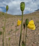 Papaver croceum