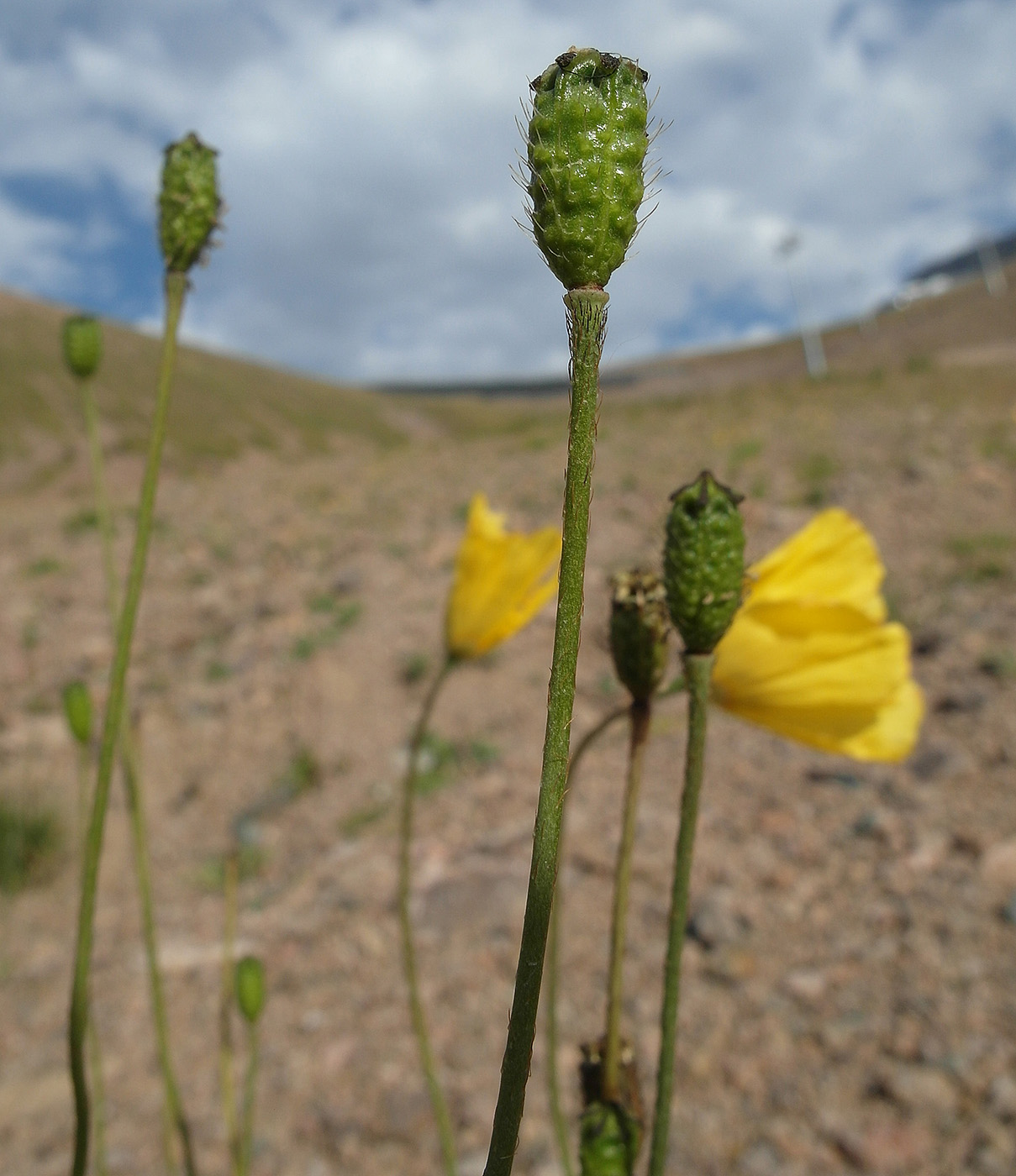 Image of Papaver croceum specimen.