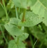 genus Campanula. Часть побега. Чечня, Шаройский р-н, с. Хакмадой, выс. 1580 м н.у.м., луг. 30 июня 2024 г.