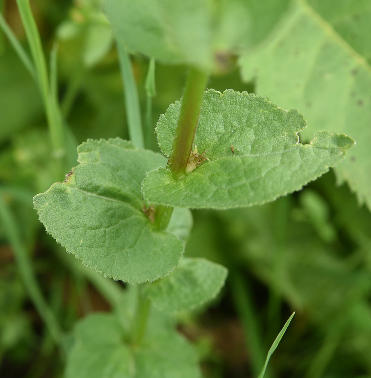 Image of genus Campanula specimen.