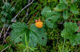 Rubus chamaemorus. Верхушка плодоносящего растения. Вологодская обл., Сокольский р-н, Оларевская гряда, заболоченный участок смешанного леса. 13.07.2024.