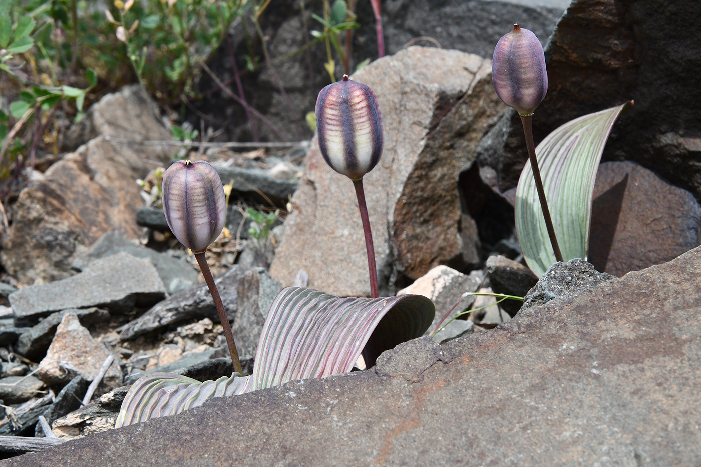 Image of Tulipa regelii specimen.