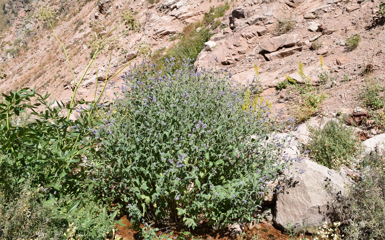 Image of Mentha asiatica specimen.