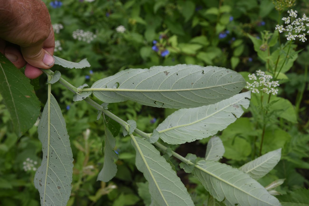 Изображение особи Salix cinerea.