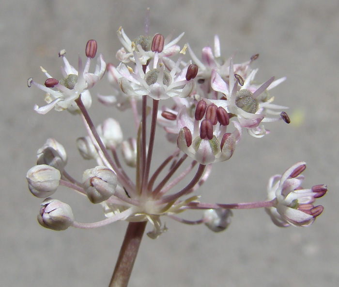 Изображение особи Allium vvedenskyanum.