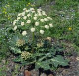 genus Heracleum