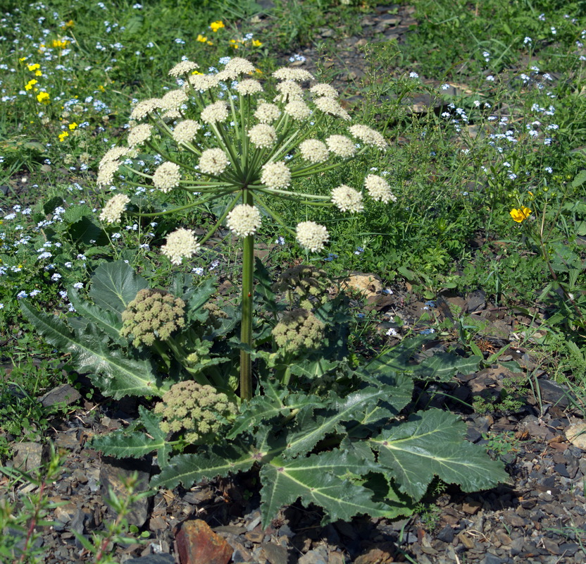 Image of Heracleum grandiflorum specimen.