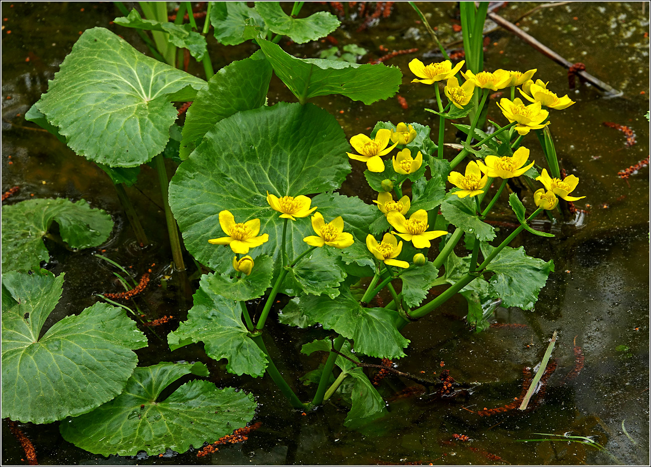 Image of Caltha palustris specimen.