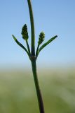 View full-size image Silene baschkirorum