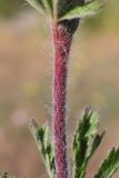 Смотреть изображение Potentilla pedata