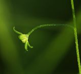 Смотреть изображение Trigonotis myosotidea