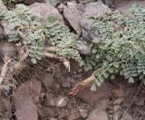 View full-size image genus Chesneya