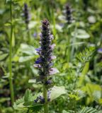 Смотреть изображение Ajuga reptans