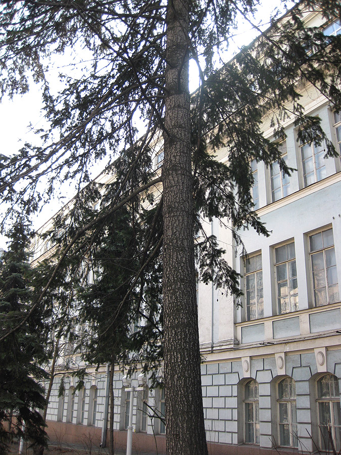 Image of Pseudotsuga menziesii specimen.