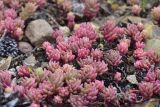 View full-size image genus Sedum