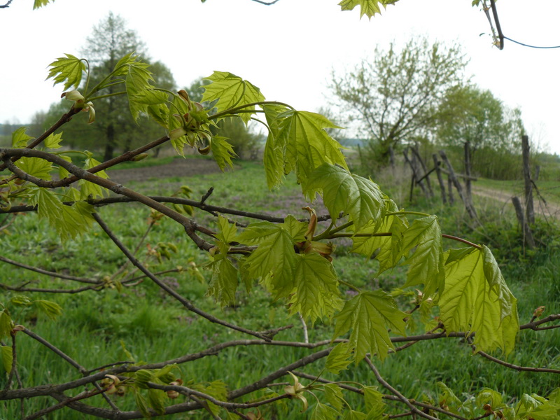 Image of Acer platanoides specimen.