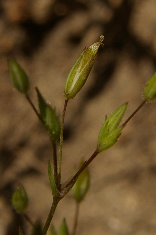 Изображение особи Minuartia pseudohybrida.