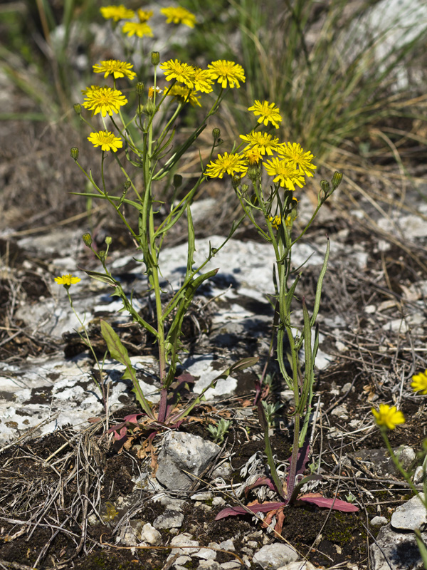 Image of Crepis foliosa specimen.