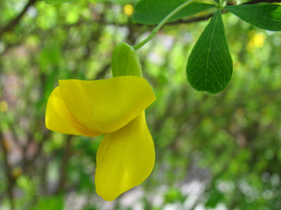 Image of Caragana frutex specimen.