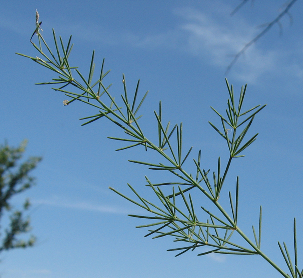 Изображение особи Asparagus officinalis.