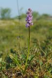 Gymnadenia conopsea. Цветущее растение. Окрестности г. Мурманска, луговина в понижении ландшафта в поясе кустарничково-лишайниковой тундры. 10.07.2011.