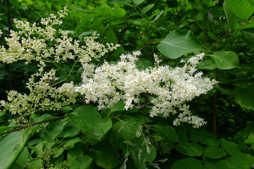 Image of Syringa amurensis specimen.