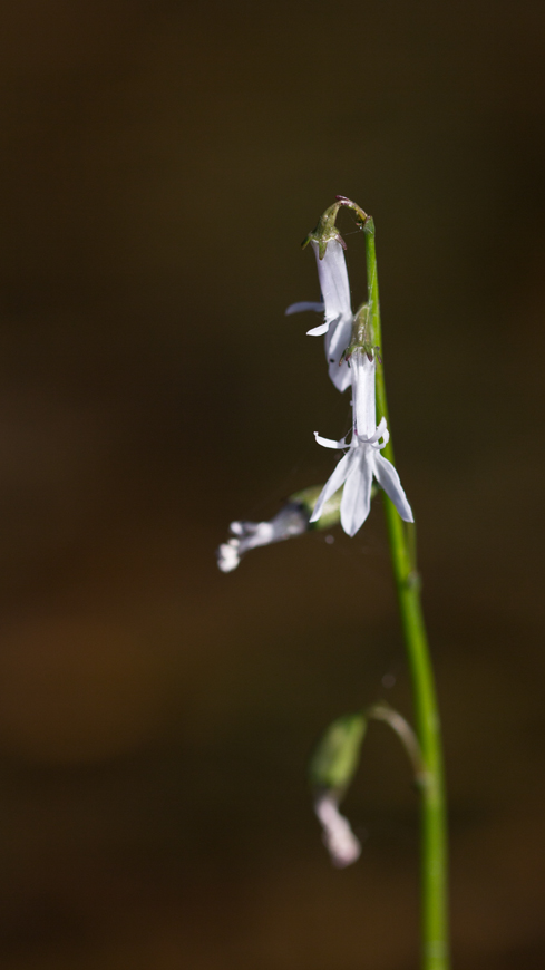 Изображение особи Lobelia dortmanna.