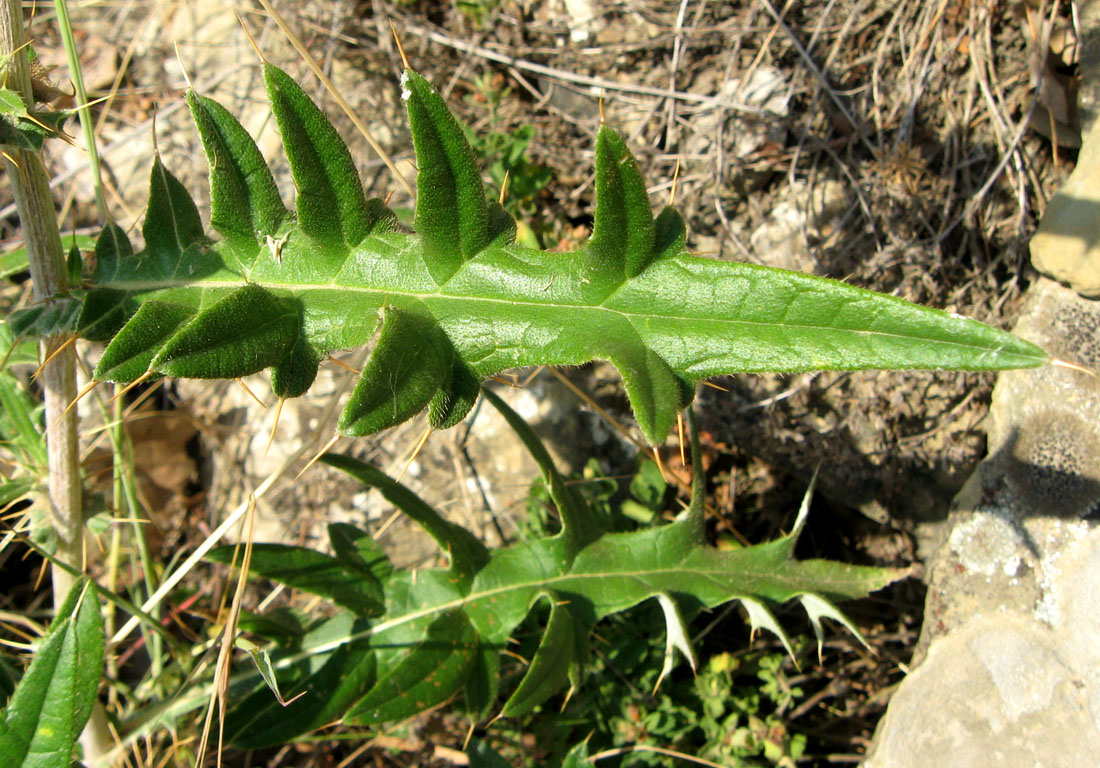 Изображение особи Cirsium laniflorum.