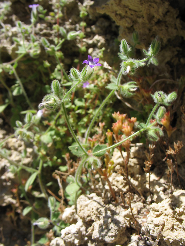 Image of Campanula erinus specimen.