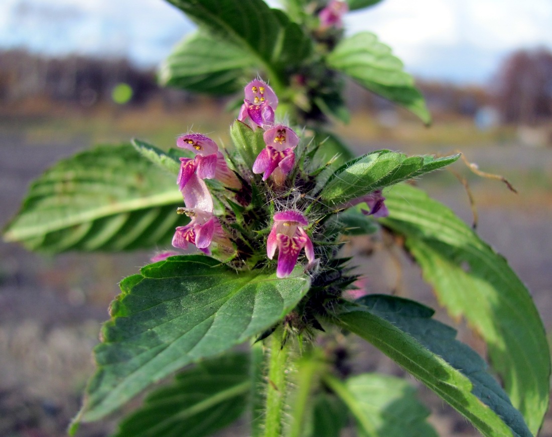 Изображение особи Galeopsis bifida.