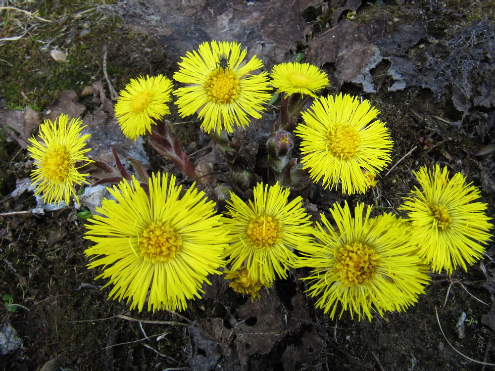 Изображение особи Tussilago farfara.