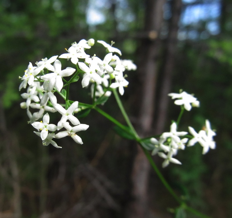 Image of Galium boreale specimen.