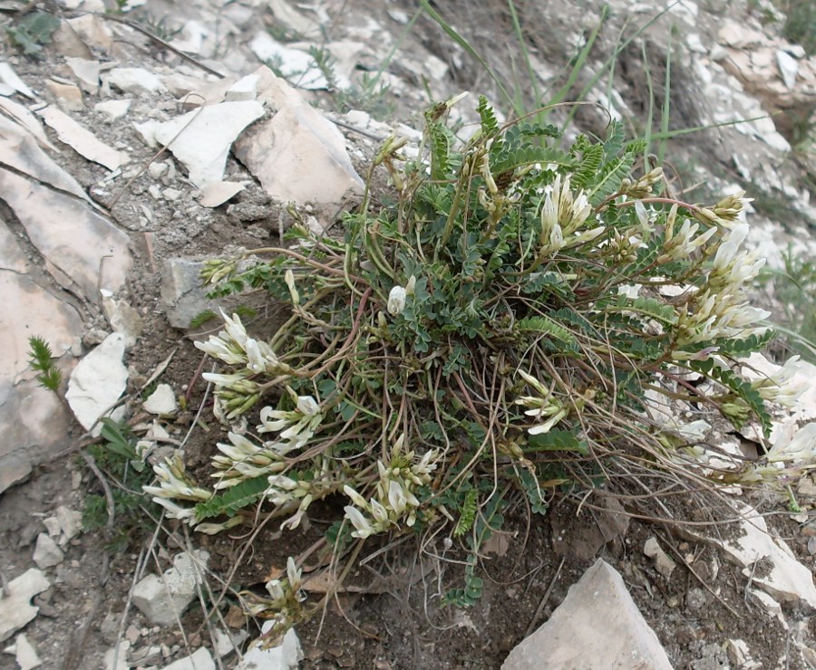 Изображение особи Astragalus demetrii.