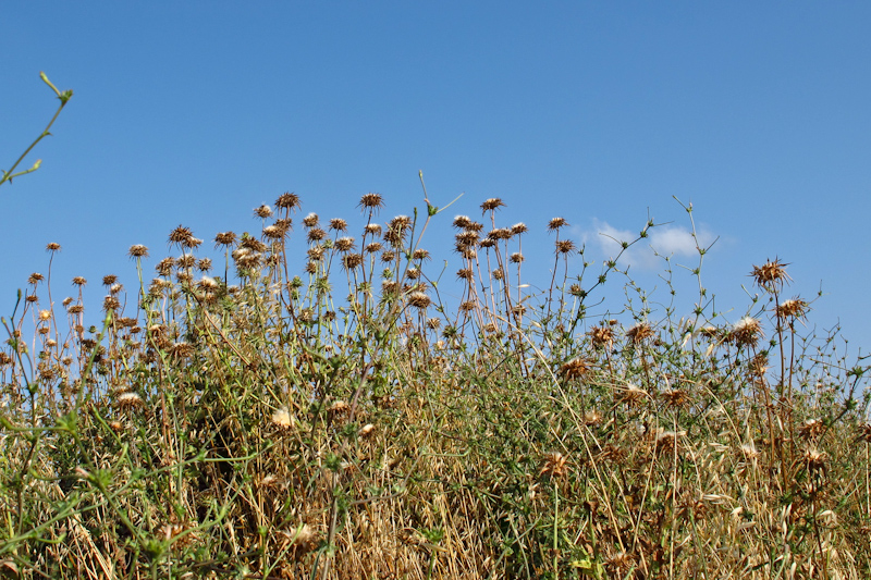 Image of Silybum marianum specimen.