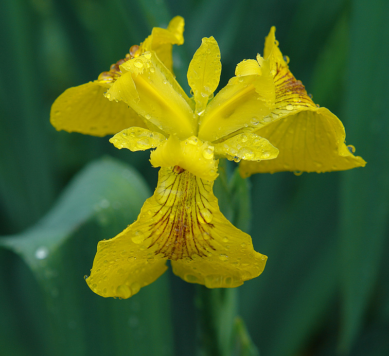 Изображение особи Iris pseudacorus.