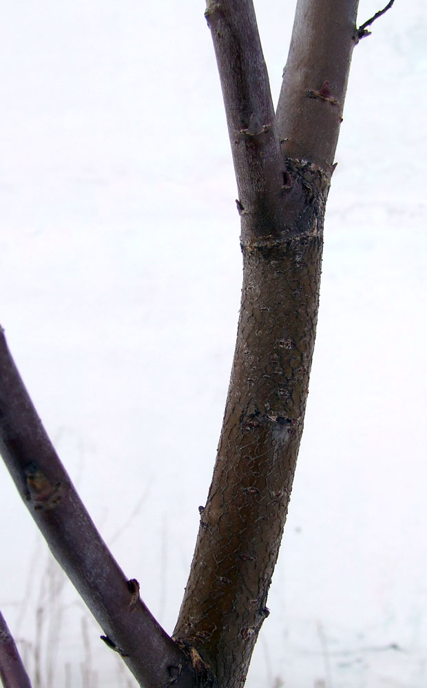 Image of Salix phylicifolia specimen.