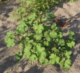 Xanthium orientale