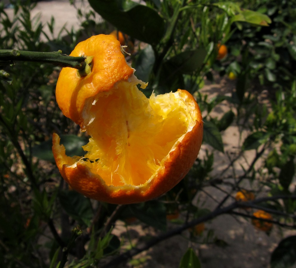 Image of Citrus sinensis specimen.