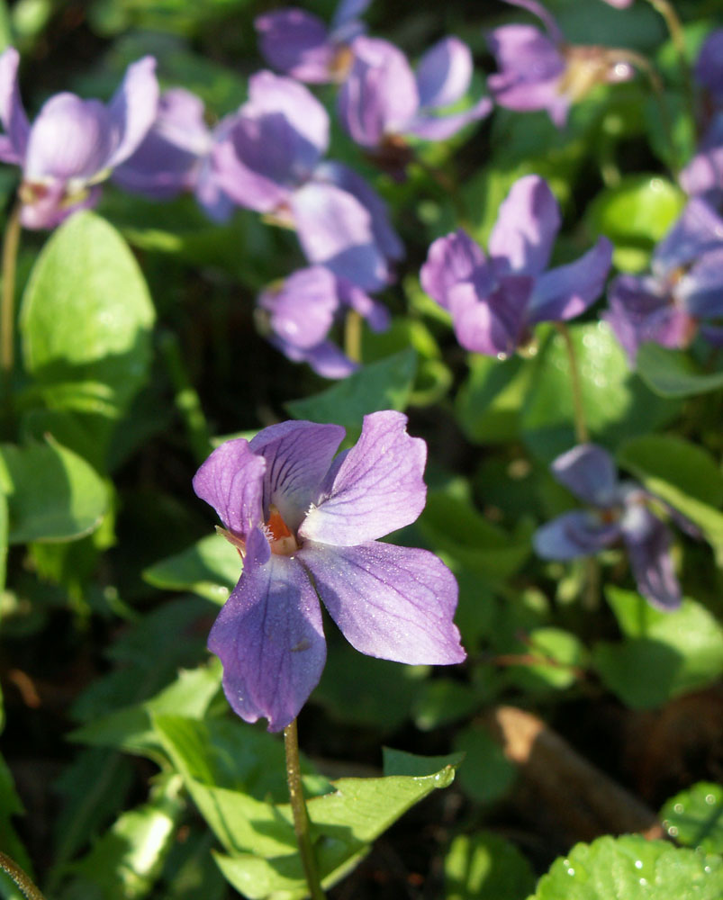 Image of Viola odorata specimen.