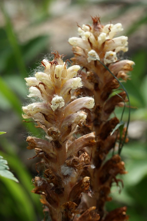 Image of genus Orobanche specimen.