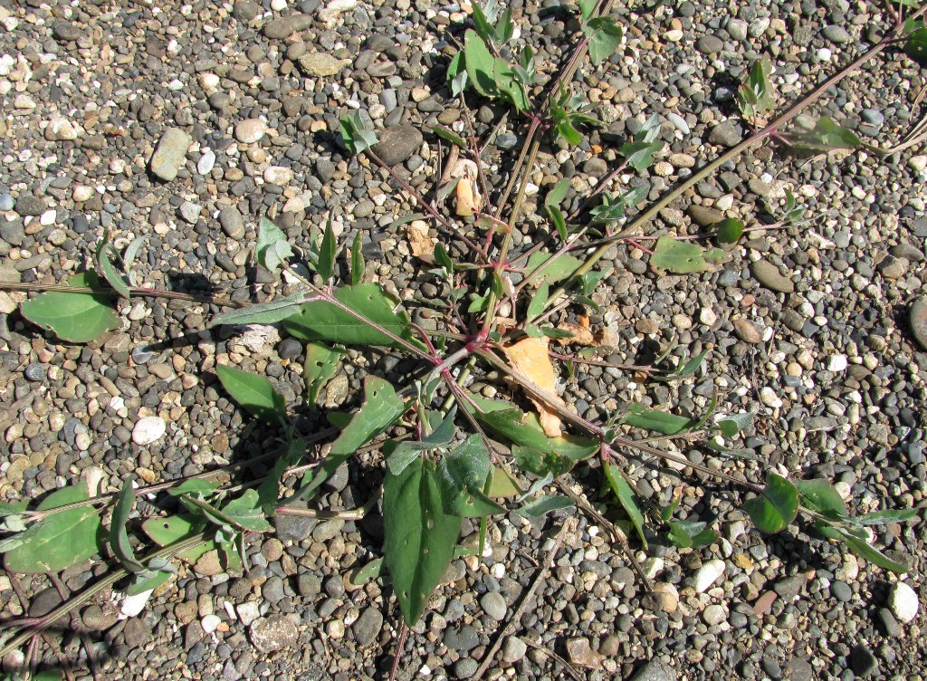 Image of Atriplex prostrata specimen.