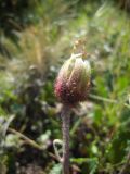 Dryas caucasica. Отцветший цветок. Кабардино-Балкария, долина р. Кала-Кулак, урочище Джилы-Су, 2400 м н.у.м. 22.07.2012.