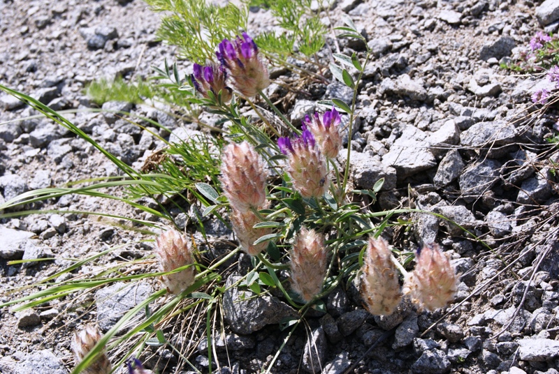 Image of Astragalus laguroides specimen.