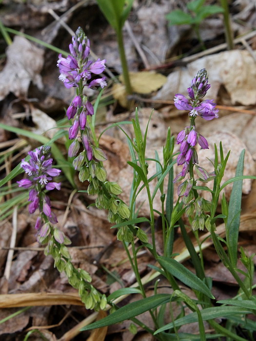 Image of Polygala comosa specimen.