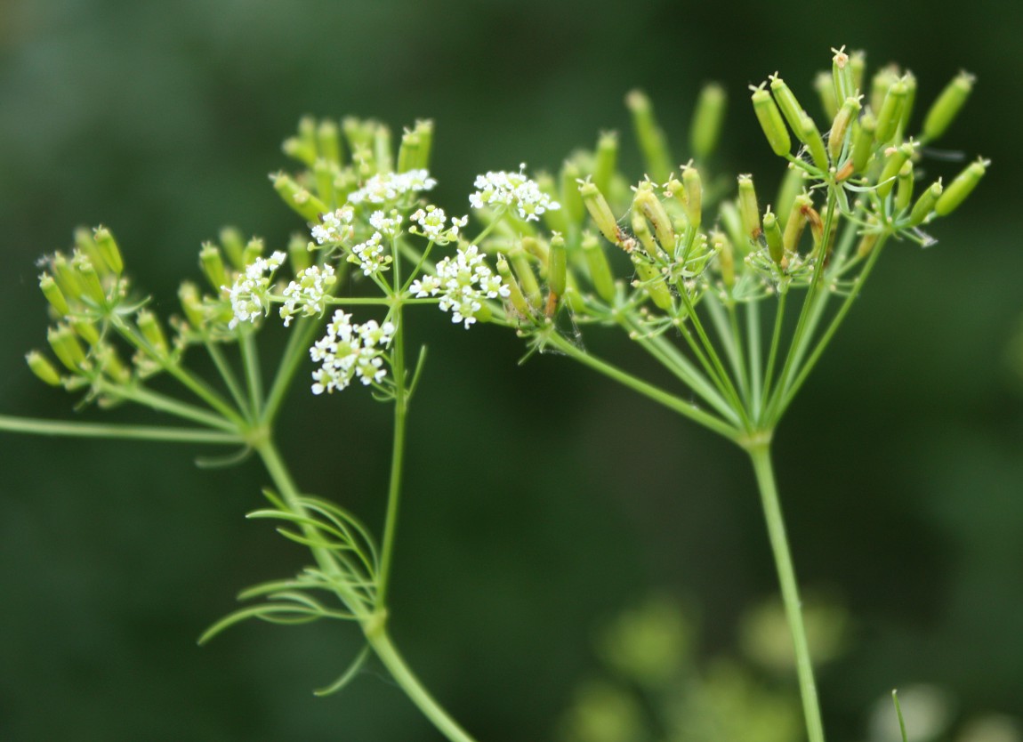 Image of Chaerophyllum bulbosum specimen.